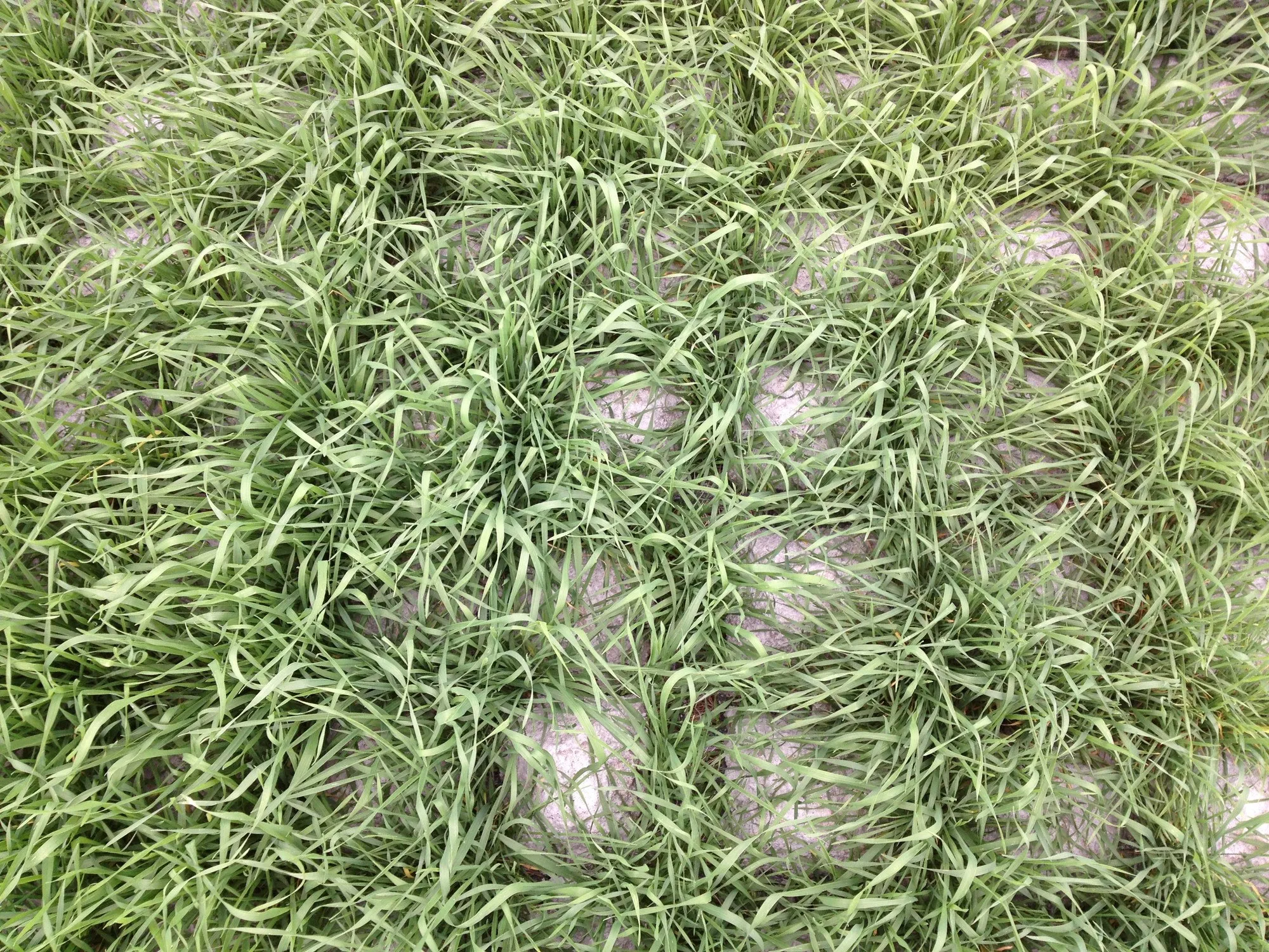 Seen from directly above: tufts of long green grass growing in a regular pattern, with pale gray concrete showing between them.