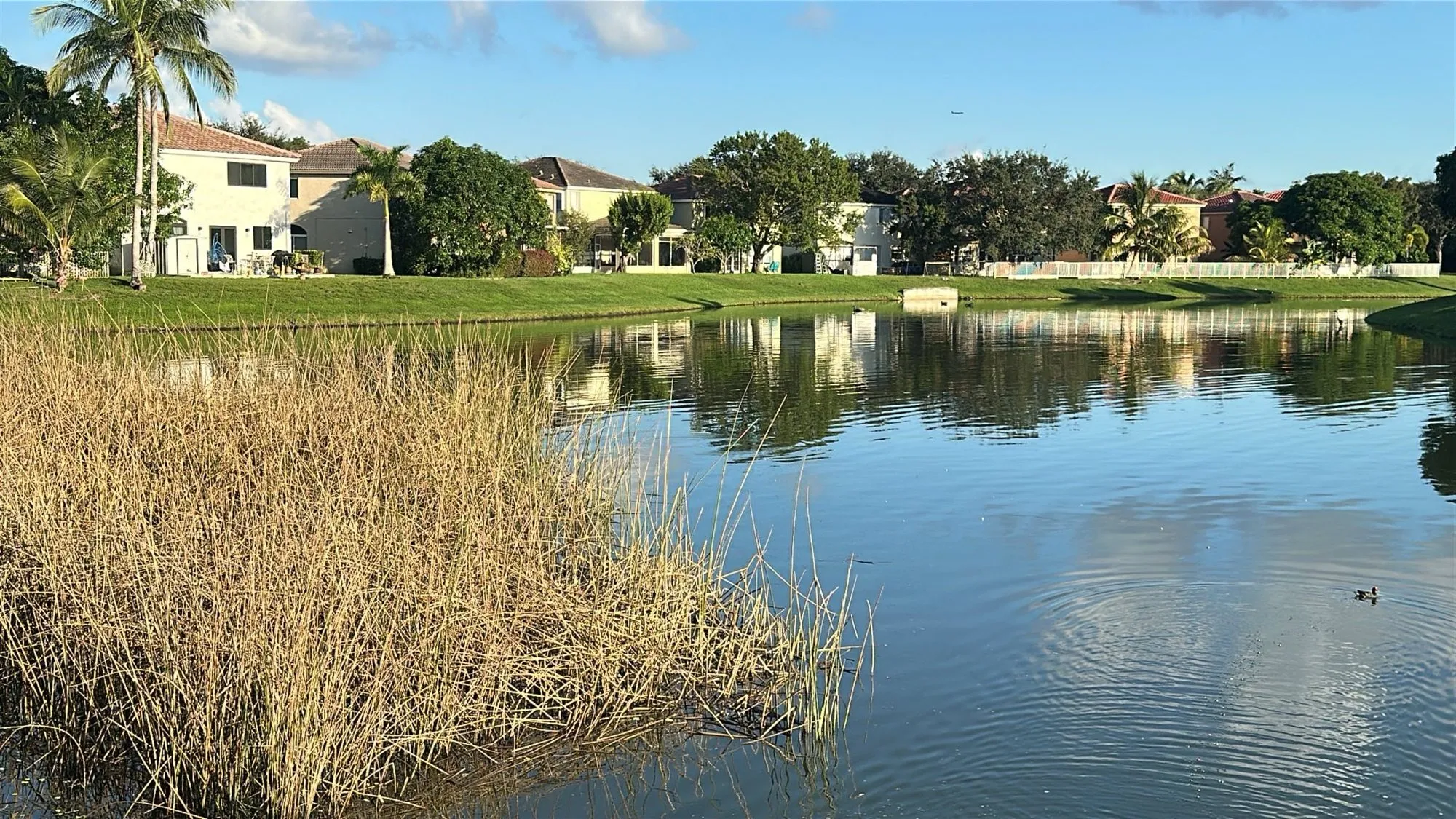 A lake seen past a clump of dry reeds in the foreground. On the far side a mown grass bank slopes to the water in front of a row of two-story houses, palms and trees.