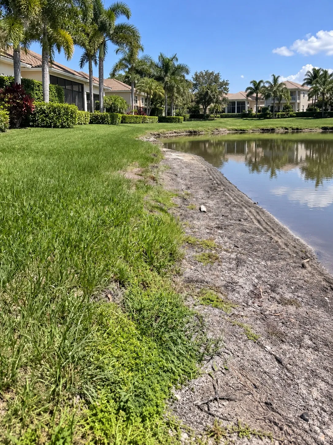 A lawn that ends at a strip of bare gray soil running down into a pond, with houses and palms behind.